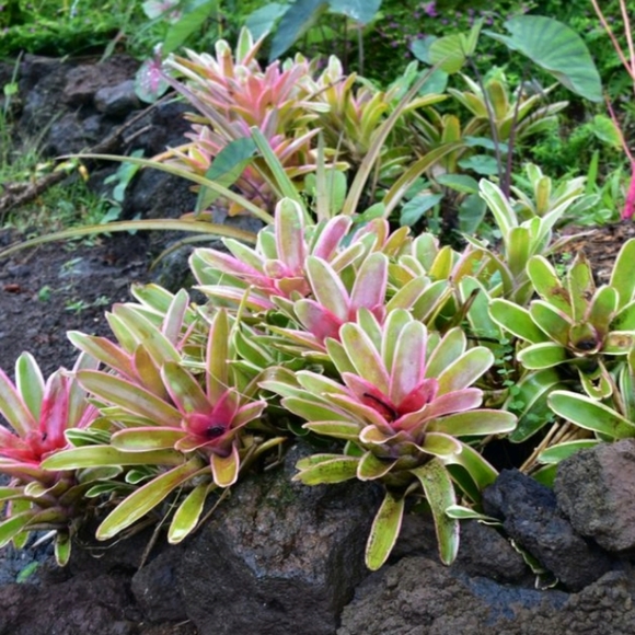 ๐Hi! I'm Denise Michelle. Welcome to My Closet๐ - Picture 6 of 13